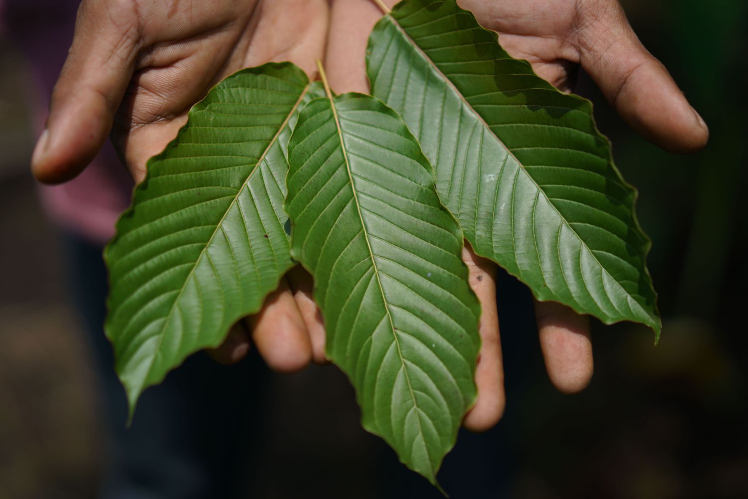 white vein bali kratom
